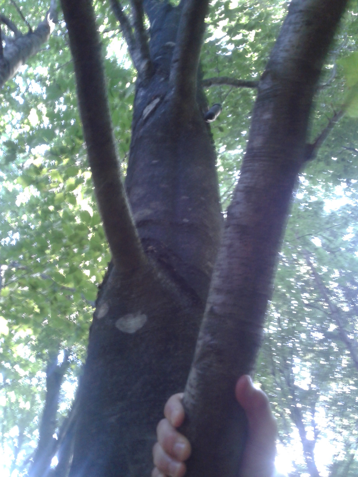 cache hidden on a tree